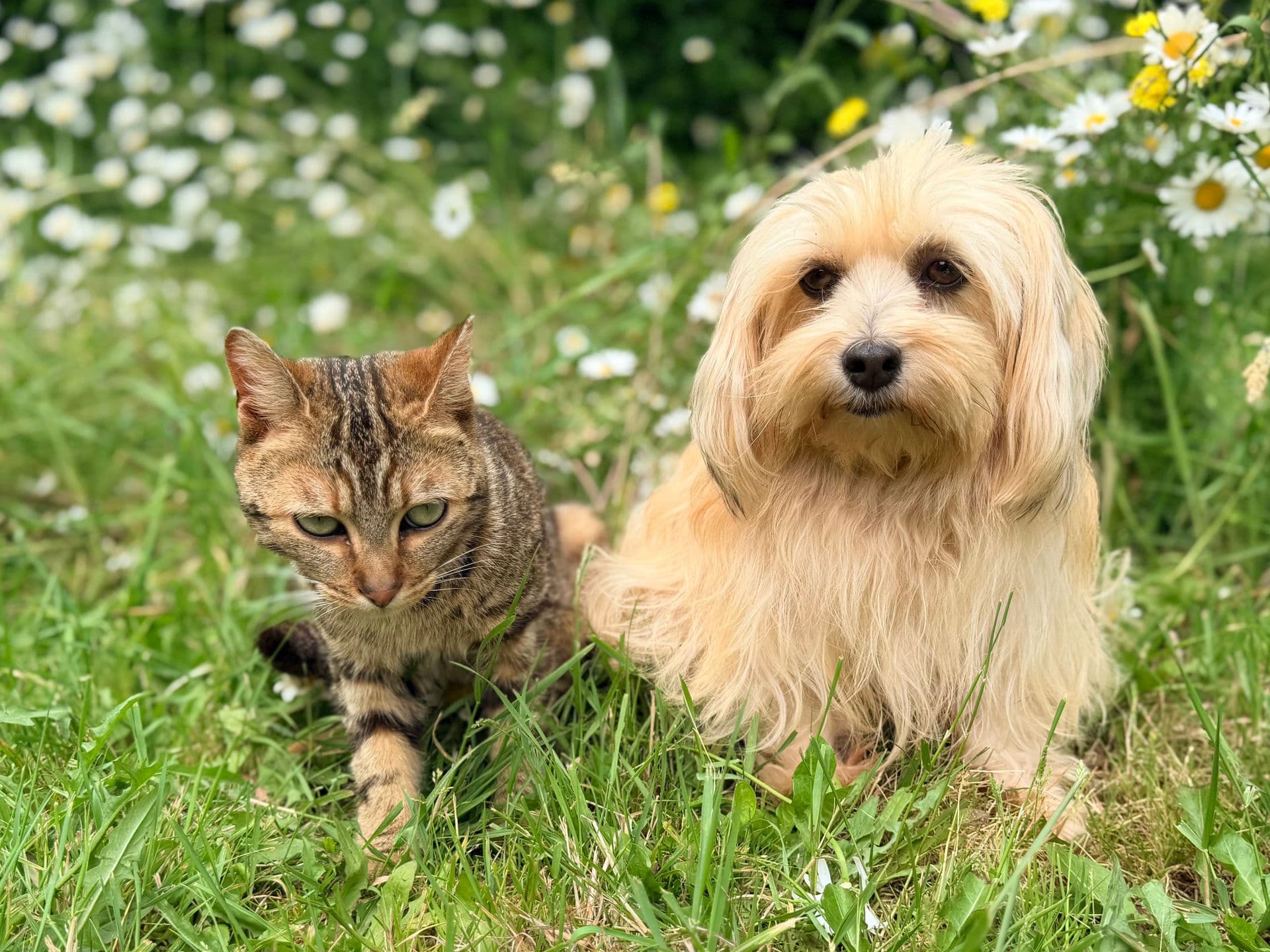 Un perro y un gato sanos al aire libre