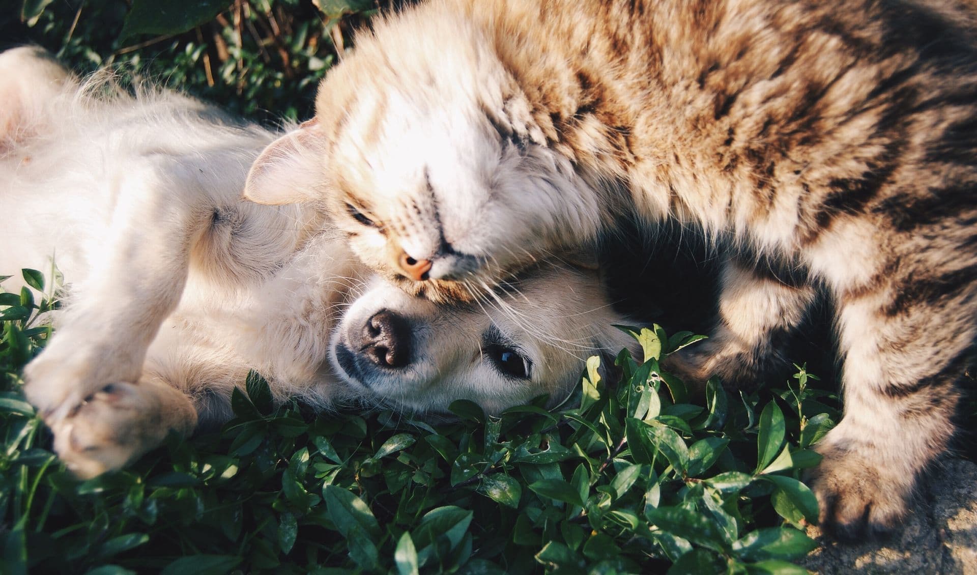 Un perro y un gato sanos y felices